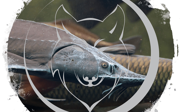 On the Prowl: Swimming under the Sturgeon&nbsp;Moon