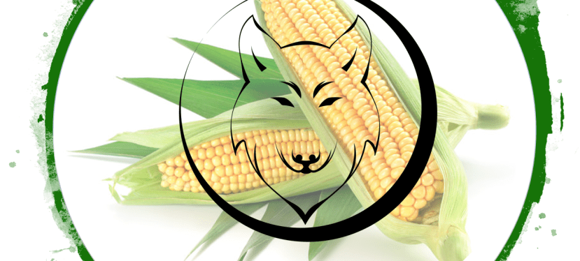 On the Prowl: Amazed Under the Corn&nbsp;Moon