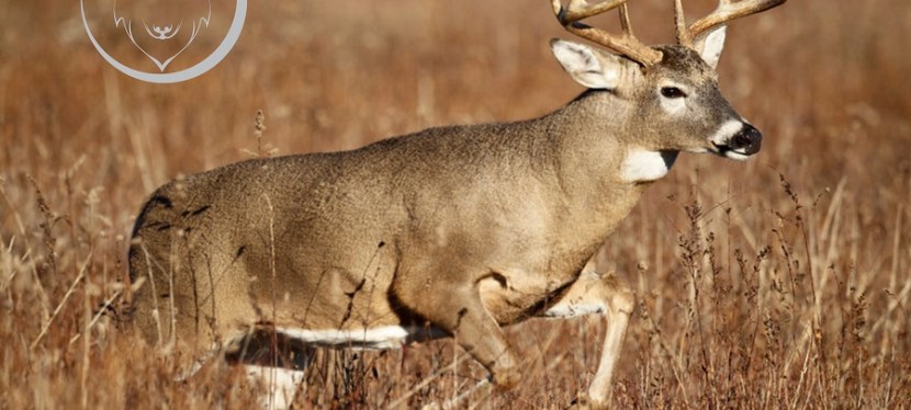 Running Naked under the Buck&nbsp;Moon