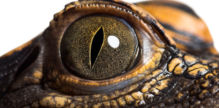 Robbing Banks with Gator Wilson: A Review